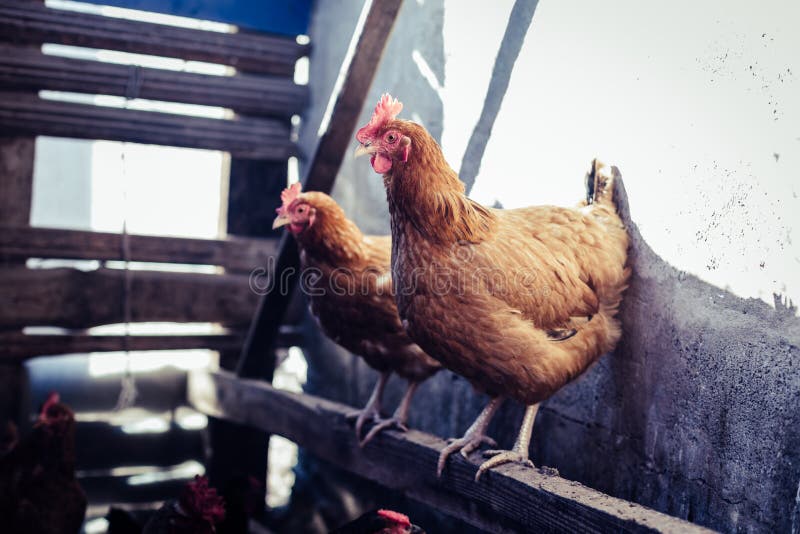 Breeding Chickens in a Small Chicken Coop Stock Image Image of farm
