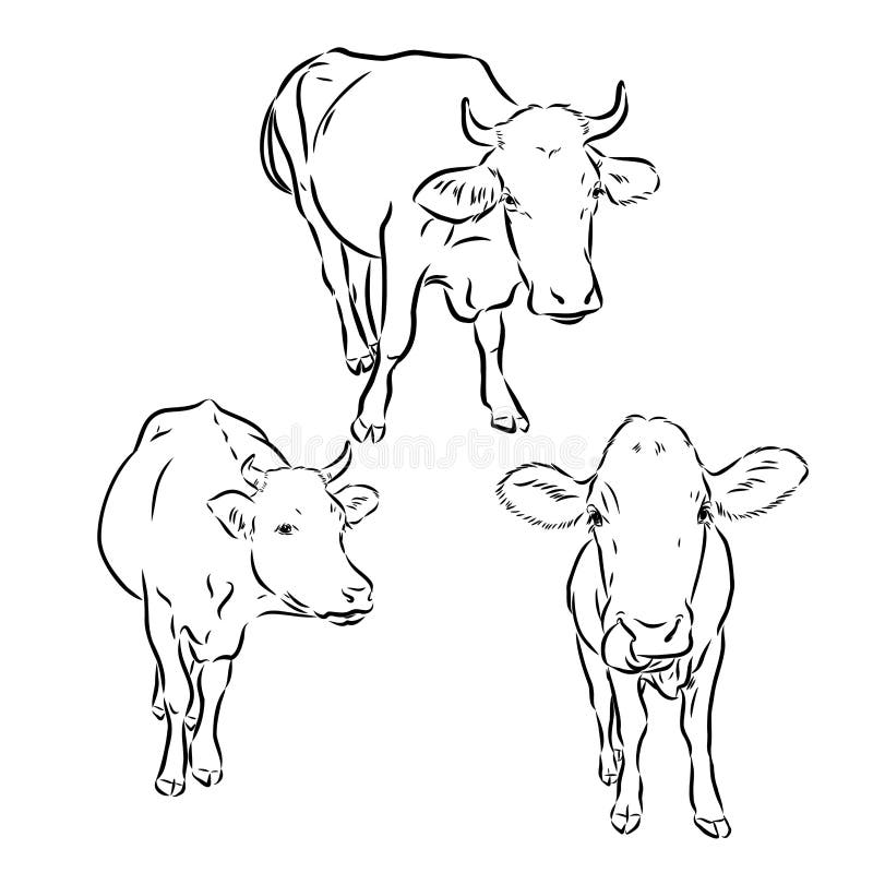 Breeding Cow. Grazing Cattle. Animal Husbandry. Livestock Stock Vector ...