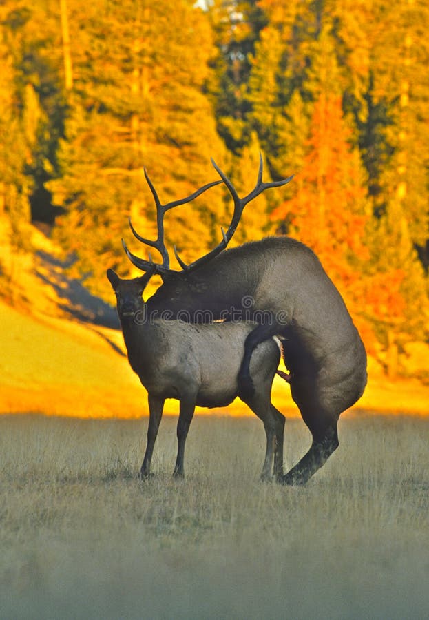 Autumn animals elk deer horns grass wildlife trees 750x1334 iPhone  8766S wallpaper background picture image