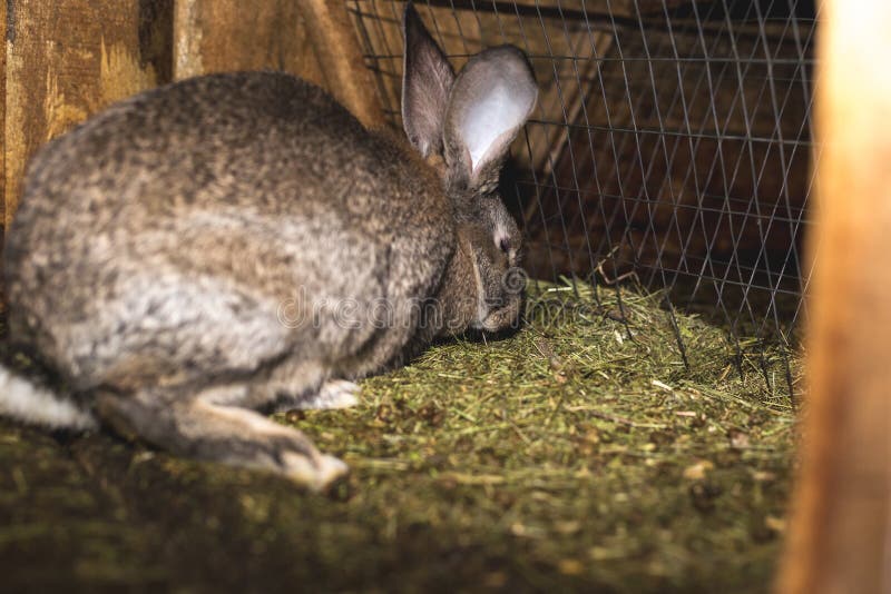 Breeding Rabbits. Rabbits on a Farm in a Wooden Cage Stock Photo