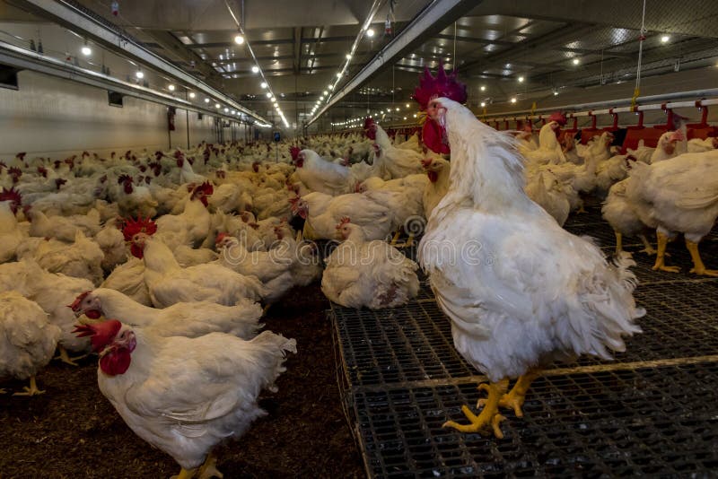 Breeding Roosters and Hens for Meat Feed Inside the Breeding Area of a