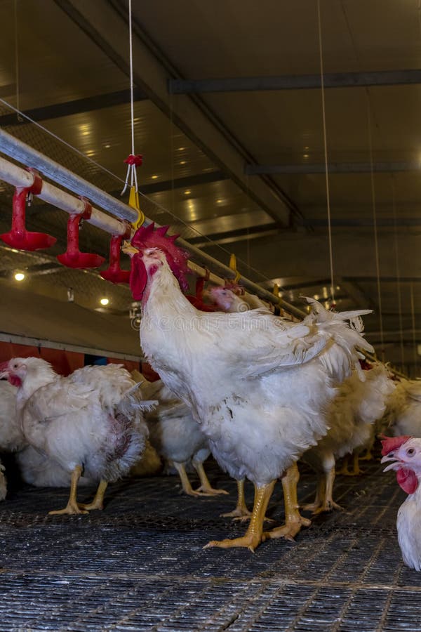 Breeding Roosters and Hens for Meat Feed Inside the Breeding Area of a