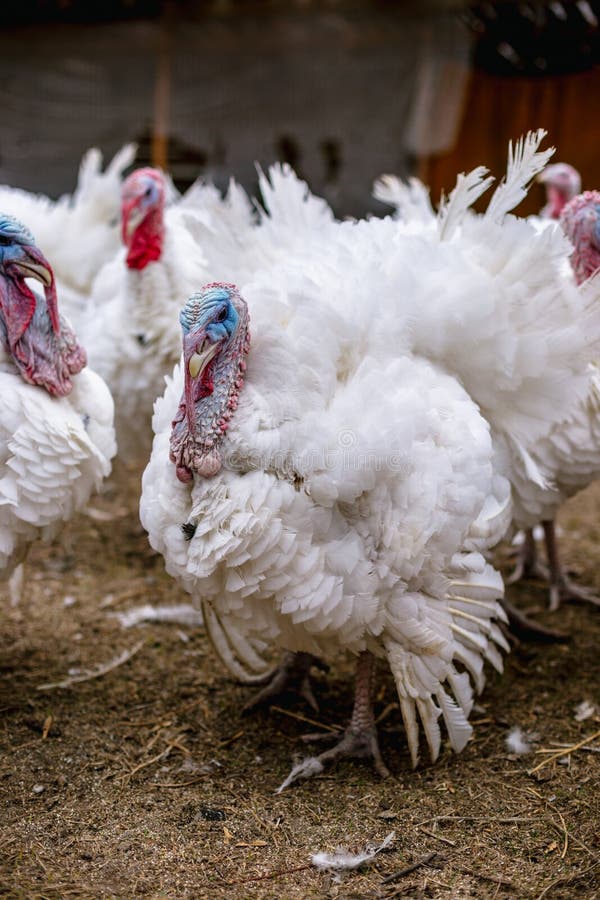 Breeding Turkeys on a Farm. Stock Image Image of gobble, farming
