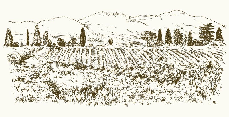 Breite Ansicht des Weinbergs stock abbildung Breite Ansicht des Weinbergs stock abbildung