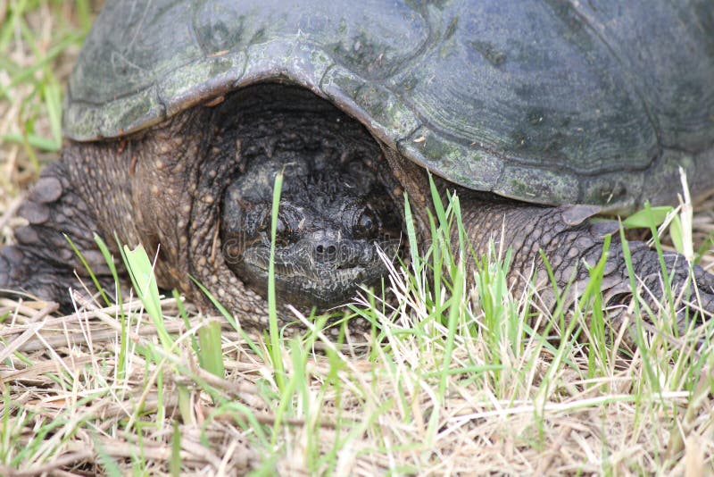 Brekende Gemeenschappelijke schildpad, - Chelydra-serpentina stock foto's Brekende Gemeenschappelijke schildpad, - Chelydra-serpentina stock foto's