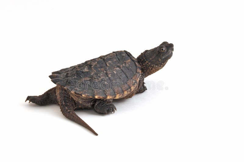 Photograph of a young Snapping Turtle on white. This turtle is a common turtle of the rivers, lakes and ponds over much of the United States. Photograph of a young Snapping Turtle on white. This turtle is a common turtle of the rivers, lakes and ponds over much of the United States.