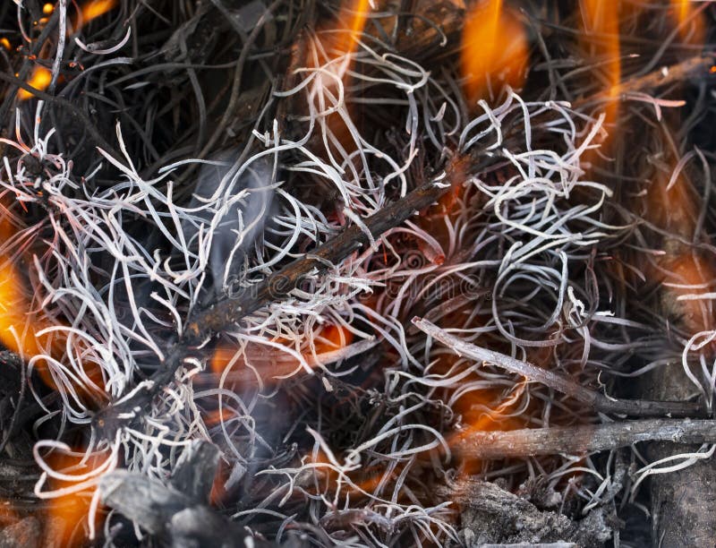 Brennende Kiefernnadeln als Hintergrund stockfoto