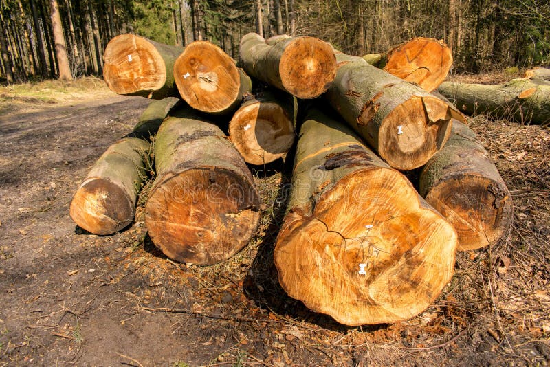 Brennholz im Wald - verbesserndes Energie