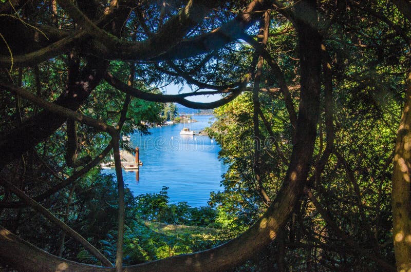 Brentwood Bay framed by contorted trees