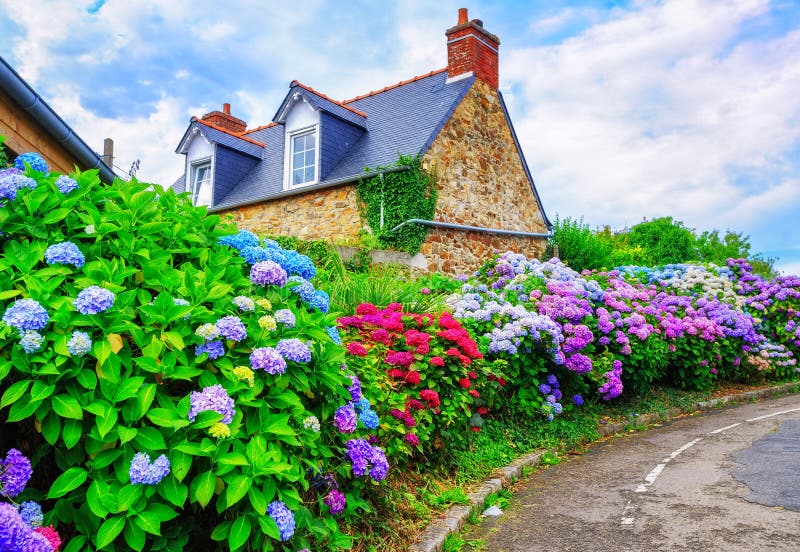 Colorful Hydrangeas flowers in a small village, Brittany, France. Colorful Hydrangeas flowers in a small village, Brittany, France