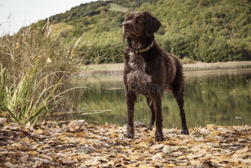 Breton hunting dog