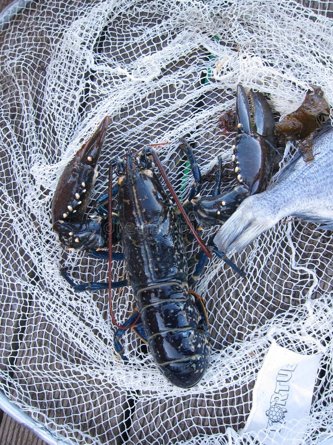 Breton lobster