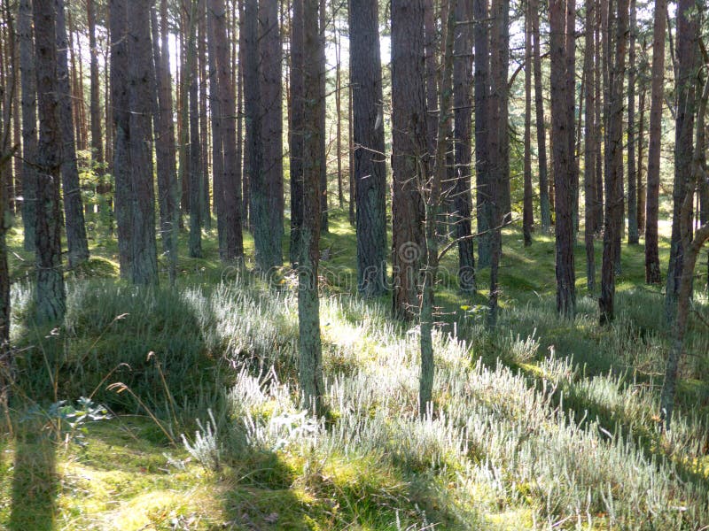 Brezo en la madera, sol de los treeebranches de las ramas del amanecer de la luz del primer del cierre del árbol de las ramas del fotografía de archivo libre de regalías Brezo en la madera, sol de los treeebranches de las ramas del amanecer de la luz del primer del cierre del árbol de las ramas del fotografía de archivo libre de regalías