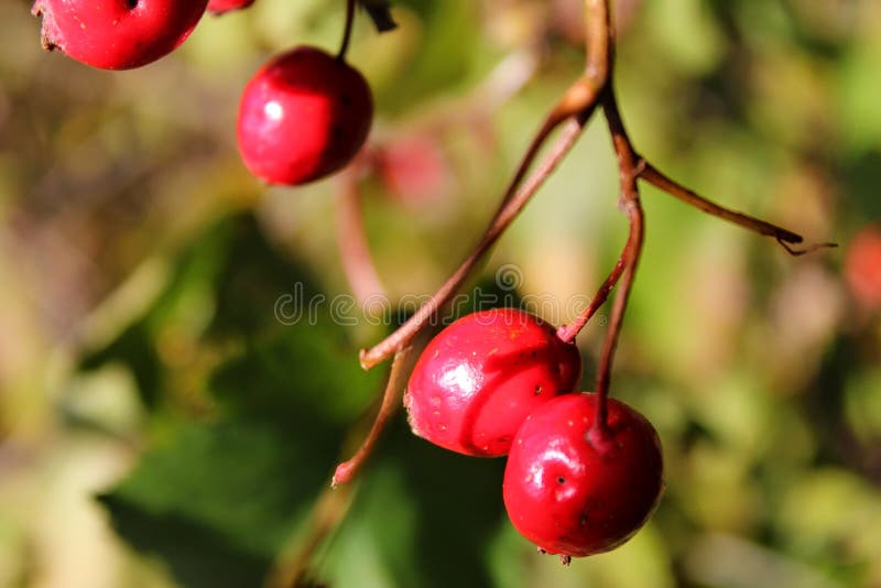 Briar Berries Growing on Branches of a Bush Stock Image - Image of ...