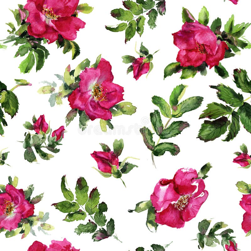 Briar Rose fiorisce il modello senza cuciture dell'acquerello fatto a mano delicato illustrazione di stock Briar Rose fiorisce il modello senza cuciture dell'acquerello fatto a mano delicato illustrazione di stock