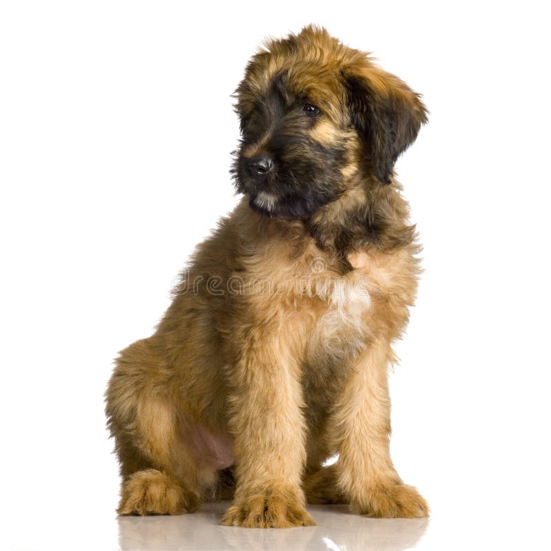 Briard