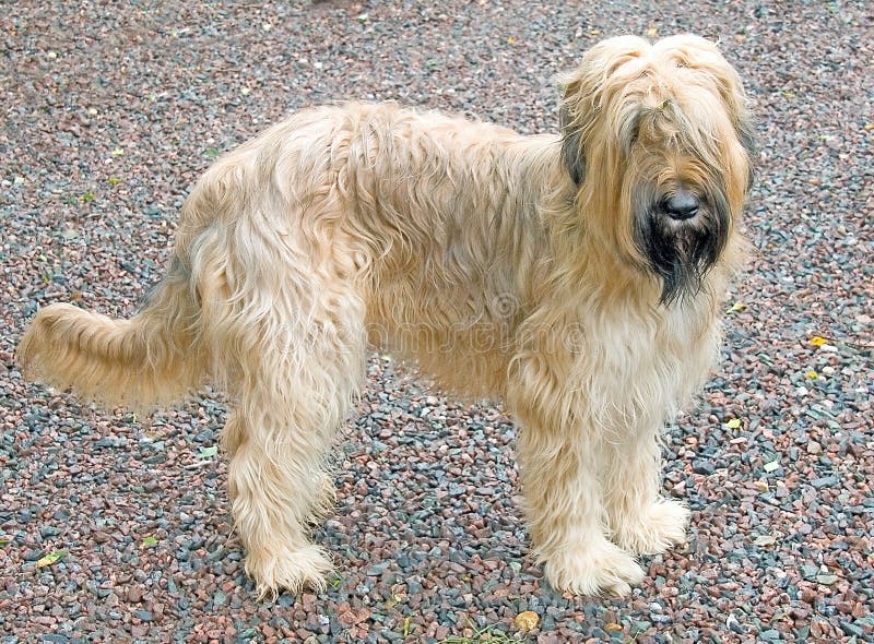 Briard Hund 2 stockbild. Bild von shaggy, nave, greifer 3025593