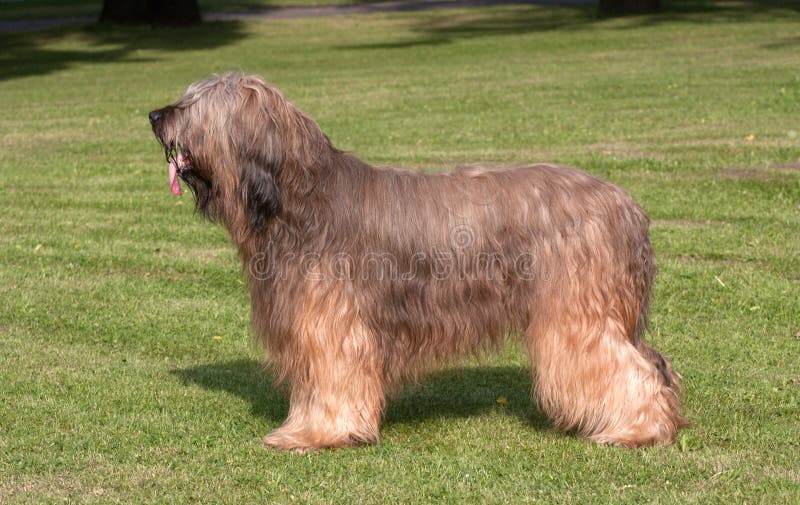 Briard Hund stockbild. Bild von nave, standard, haustier - 23568023