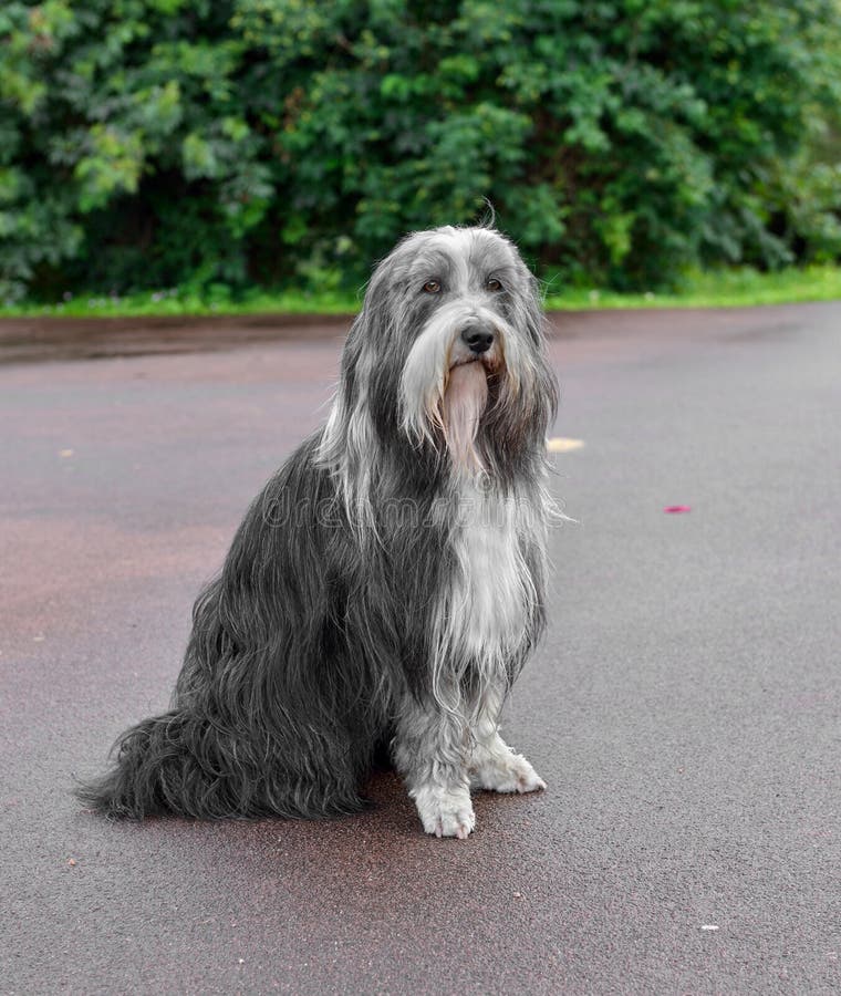 BriardHund stockfoto. Bild von portrait, silber, inländisch 76119414