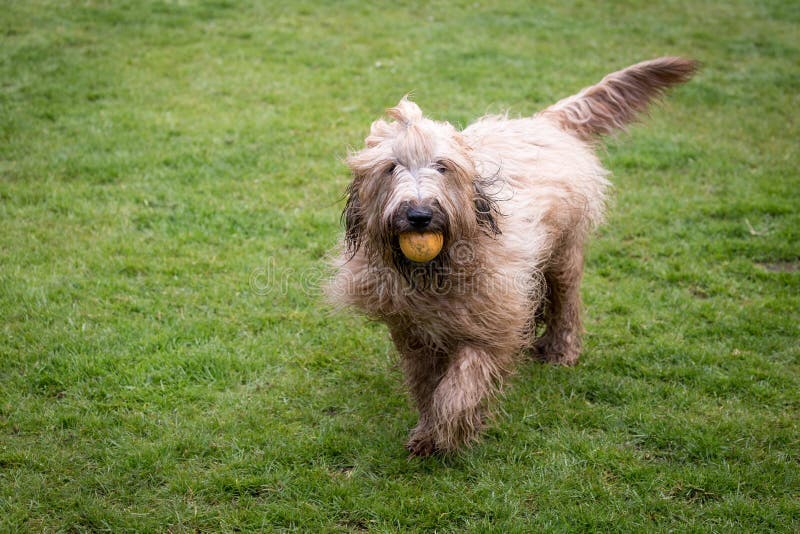 BriardHund, Der Mit Ball Spielt Stockfoto Bild von hinterhof, holen