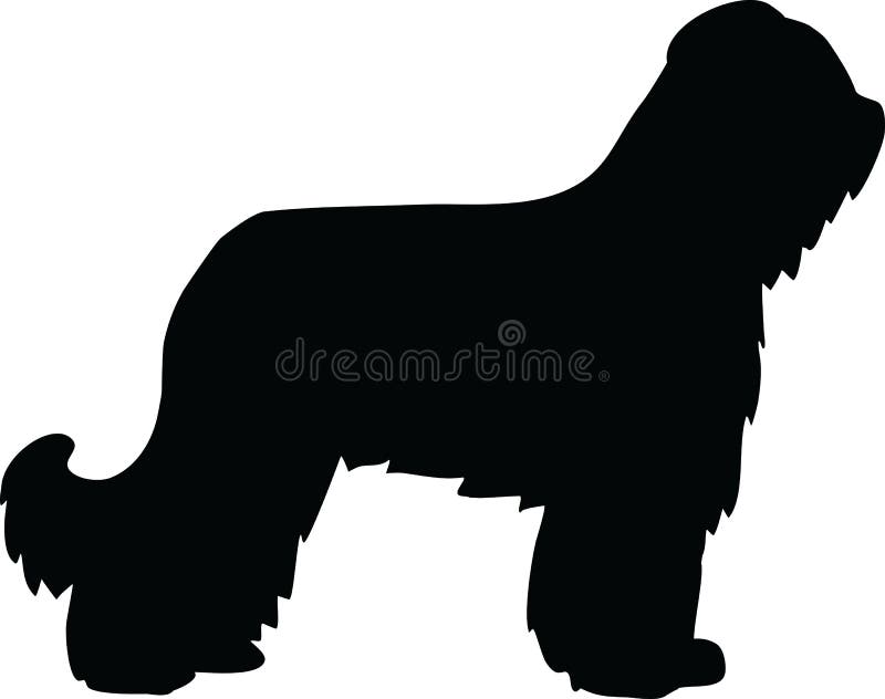 Briard silhouette