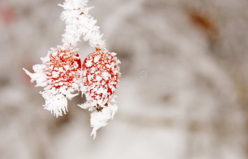 Briars covered in ice