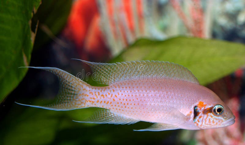 Brichardi Cichlid