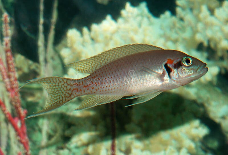 Brichardi Cichlid