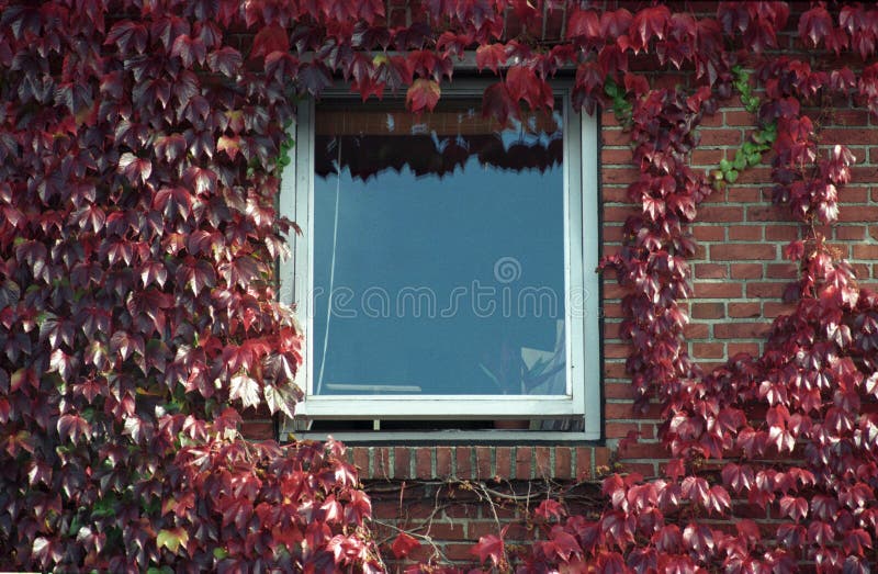 Brick red wall with window and red leaves