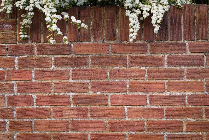 Brick Wall Background With Flowers Stock Photo Image of abstract