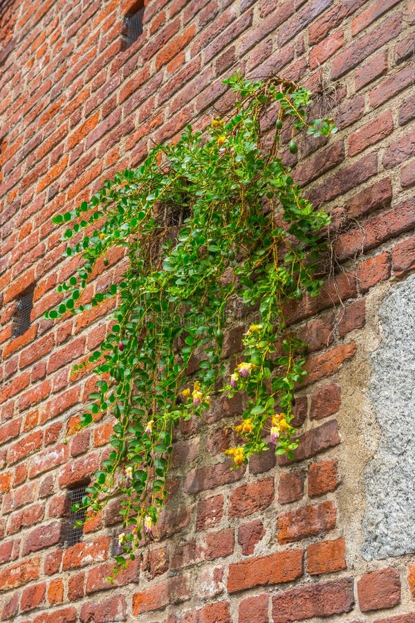 Brick wall background with plant, sforza castle, milan, Italy stock image Brick wall background with plant, sforza castle, milan, Italy stock image