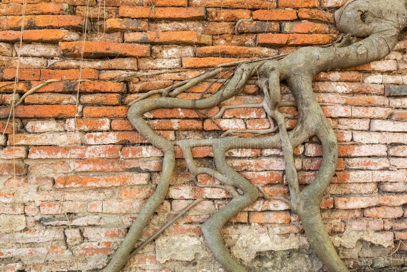 Brick Wall with Banyan Tree Root Stock Photo Image of block, brick