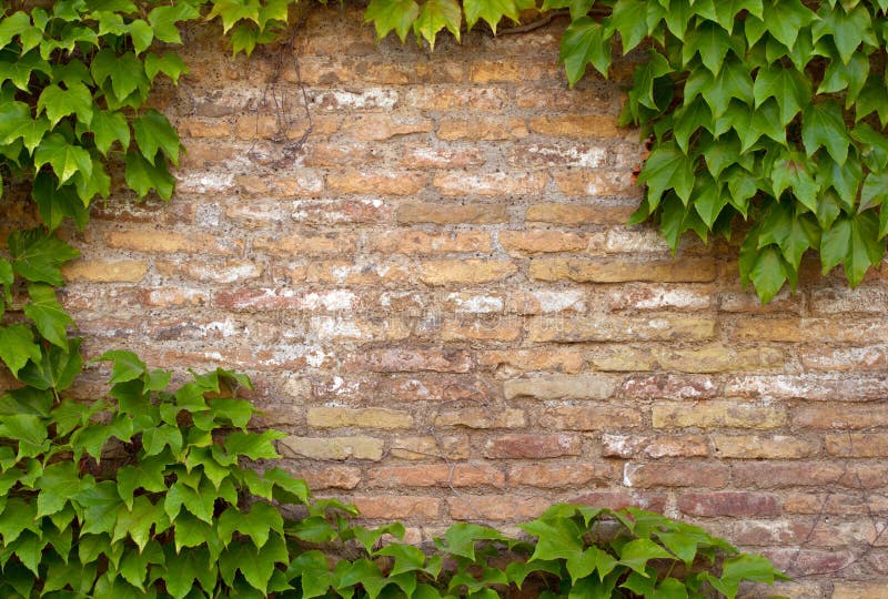 Brick wall with copy space framed by ivy