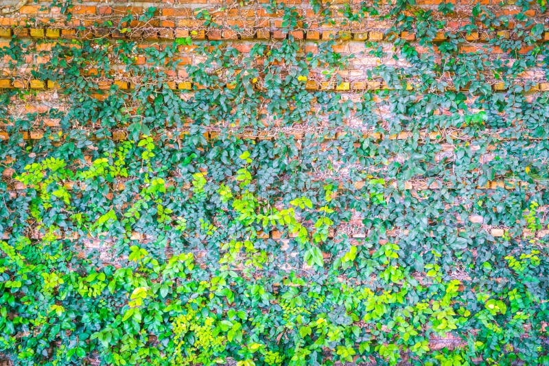 Brick wall covered in green ivy . royalty free stock photos Brick wall covered in green ivy . royalty free stock photos