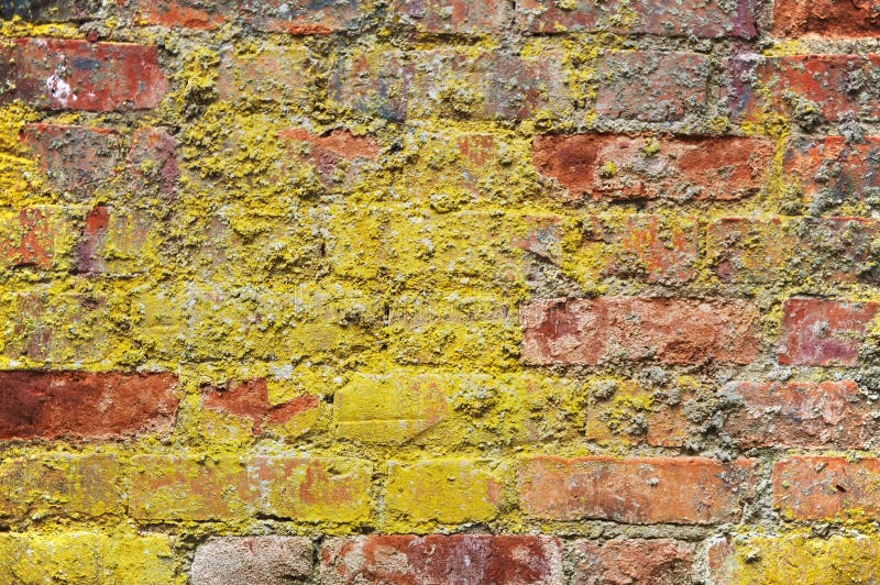 Brick Wall Covered with Mold Stock Image Image of overgrown, wall