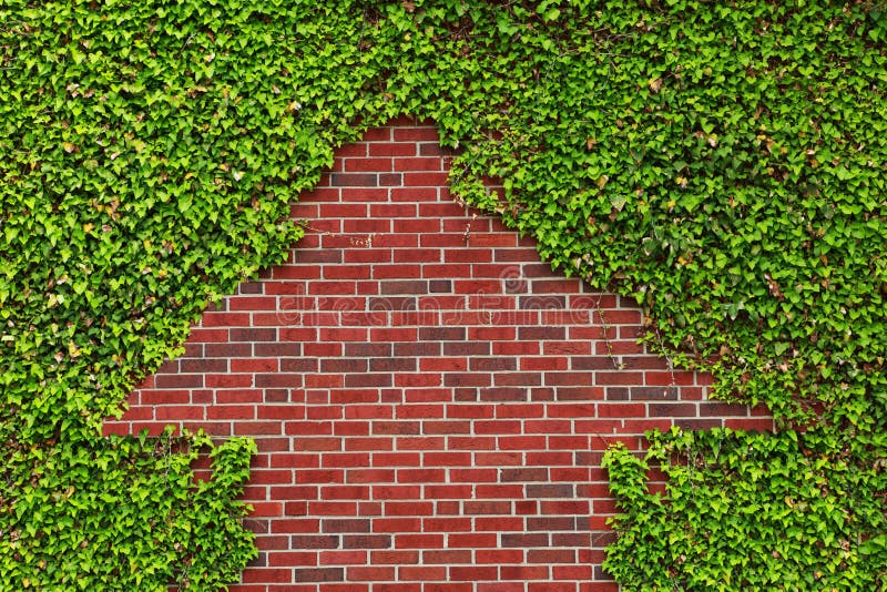 Brick Wall and Ivy