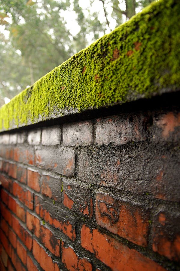 Brick, wall, moss stock photo. Image of frame, brushed 8243530