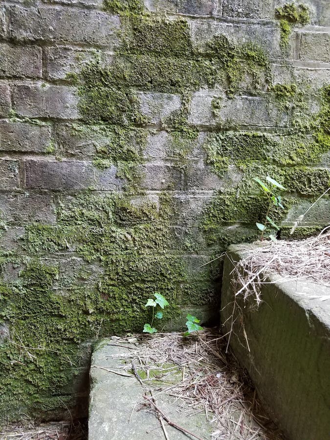 Brick Wall with Moss Growing on it Stock Image Image of wall, flora