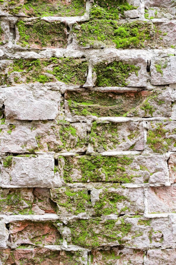 Brick Wall with Moss stock photo. Image of textures, wall 35491262