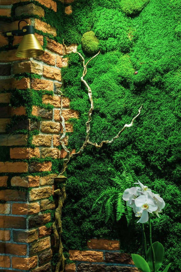 601 Moss Wall Indoor Stock Photos - Free & Royalty-Free Stock