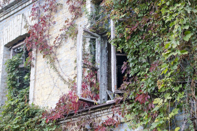 The brick wall of the old house and the open window are densely covered with twisting branches of maiden grapes and hops stock photos