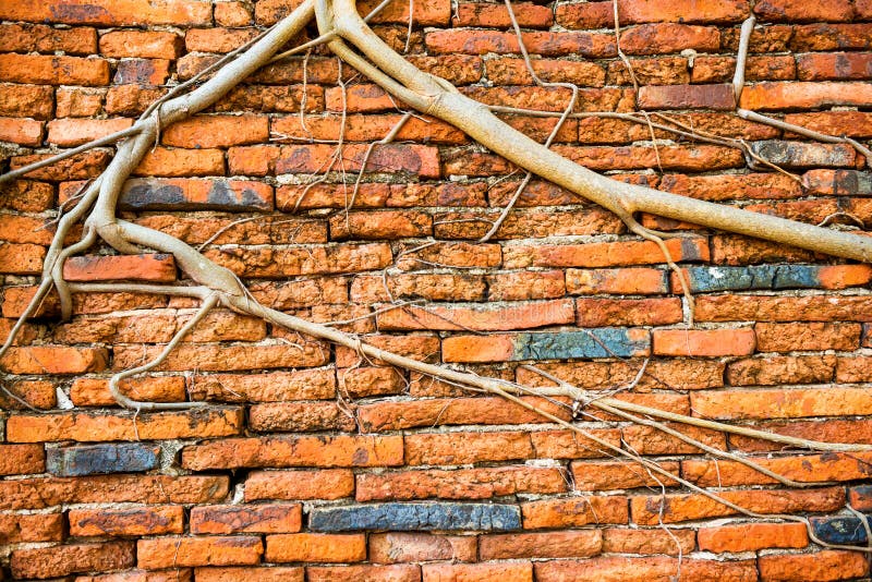 225 Tree Roots Growing Brick Wall Stock Photos Free & RoyaltyFree