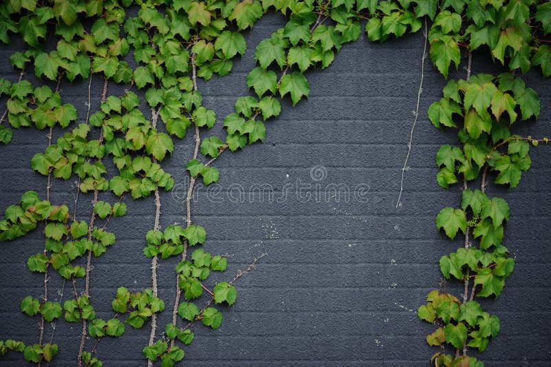 Brick Wall With Vine Branches Background Stock Photo - Image Of Grunge 