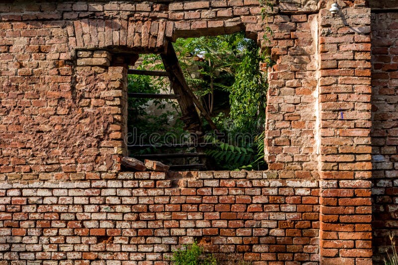 Red brick wall with window and ruins and green plant and damaged roof inside house