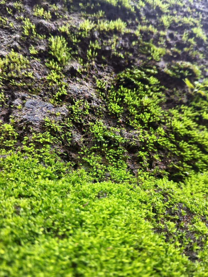 Bricks covered with green moss royalty free stock photo