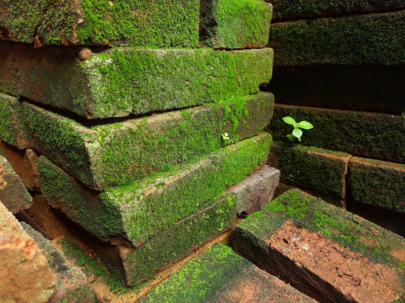Bricks layered by moss royalty free stock images