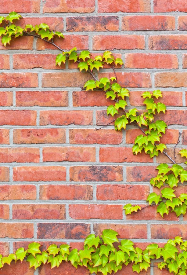 Detail of a brickstone wall covered with ivy. Detail of a brickstone wall covered with ivy