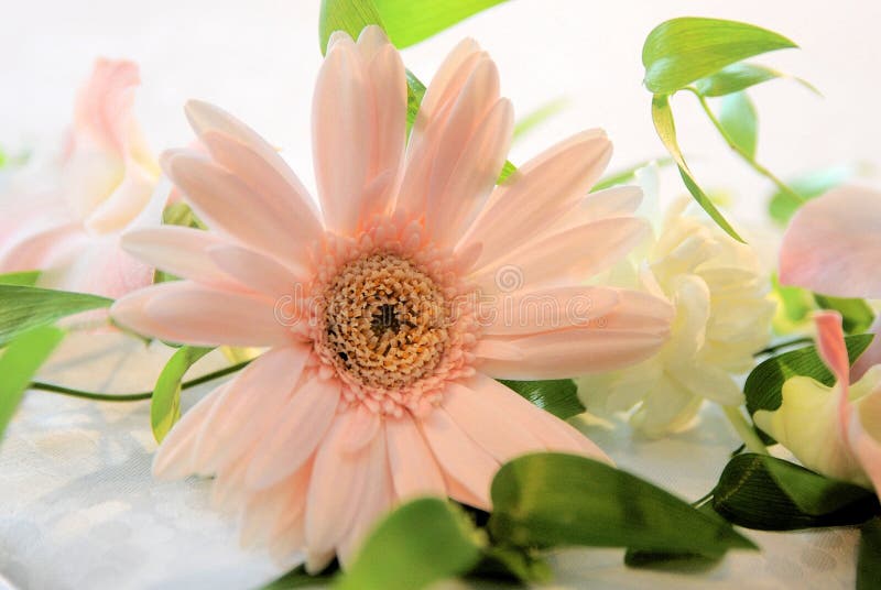 Bridal Image stock images Bridal Image stock images