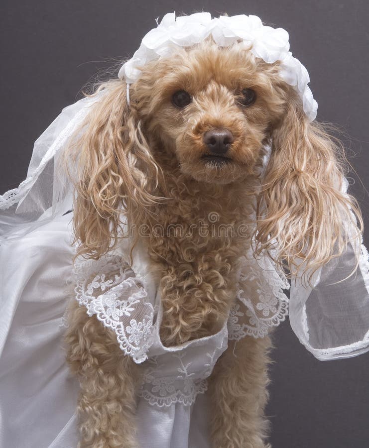 Fashionable Dachshund Dog Wedding Stock Photo Image of animals, little 21882208