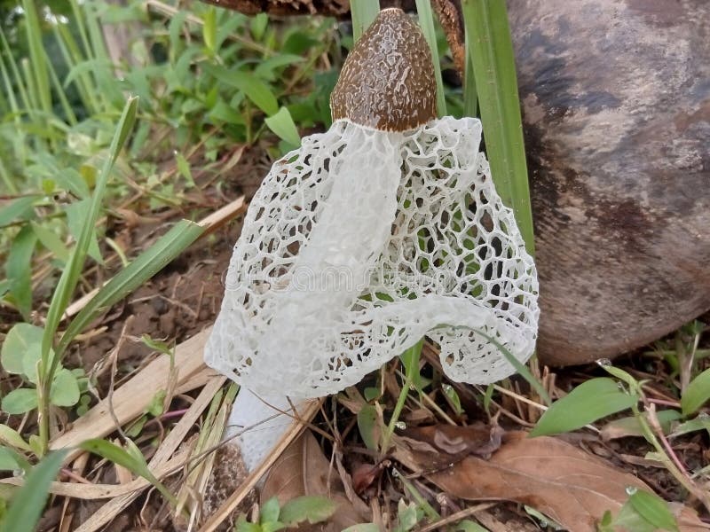 The Bridal Veil Mushroom in Nature Stock Image Image of fungus